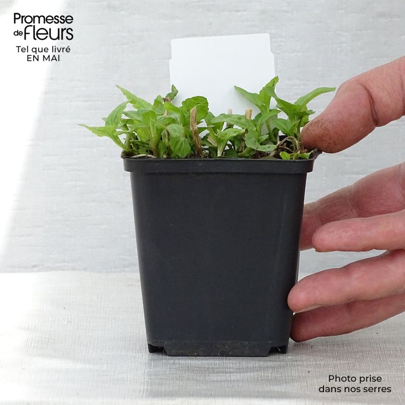 Example of Eupatorium coelestinum, Eupatoire Godet de 8/9 cm as you get in printemps