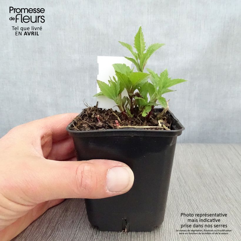 Example of Eupatorium maculatum Atropurpureum -  Eupatoire pourpre Godet de 8/9 cm as you get in printemps