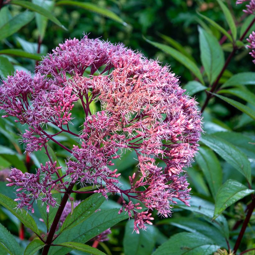 Eupatorium maculatum Atropurpureum -  Eupatoire pourpre (Flowering)