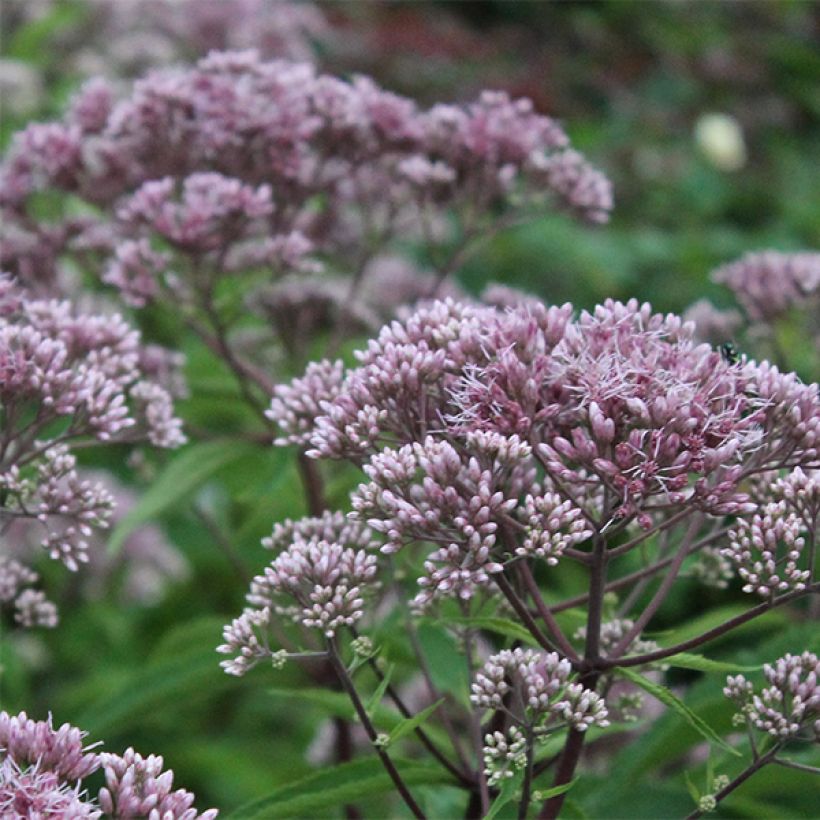 Eupatorium maculatum Phantom - Eupatoire (Flowering)