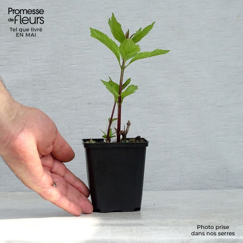 Example of Eupatorium maculatum Phantom - Eupatoire Godet de 8/9 cm as you get in printemps