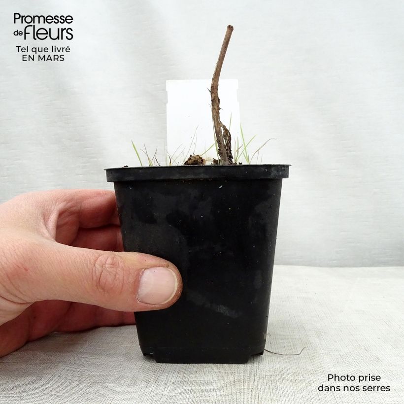 Example of Eupatorium maculatum Purple Bush - Eupatoire Godet de 8/9 cm as you get in printemps