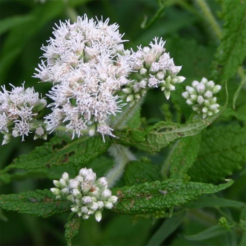 Eupatorium perfoliatum - Eupatoire perfoliée (Flowering)
