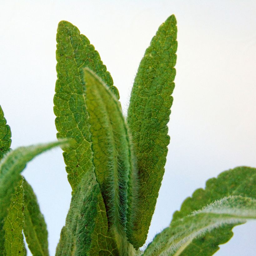 Eupatorium perfoliatum - Eupatoire perfoliée (Foliage)