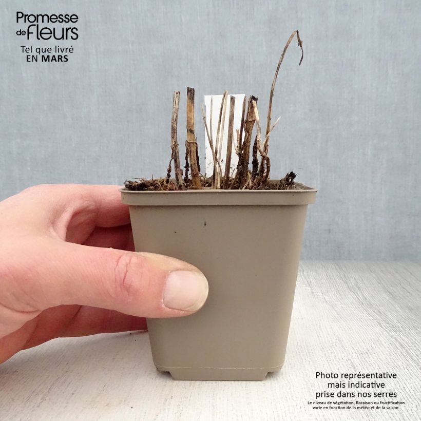 Example of Eupatorium perfoliatum - Eupatoire perfoliée Godet de 8/9 cm as you get in printemps