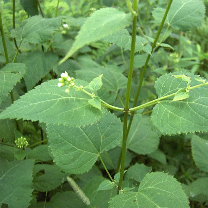 Eupatorium rugosum, Eupatoire (Foliage)