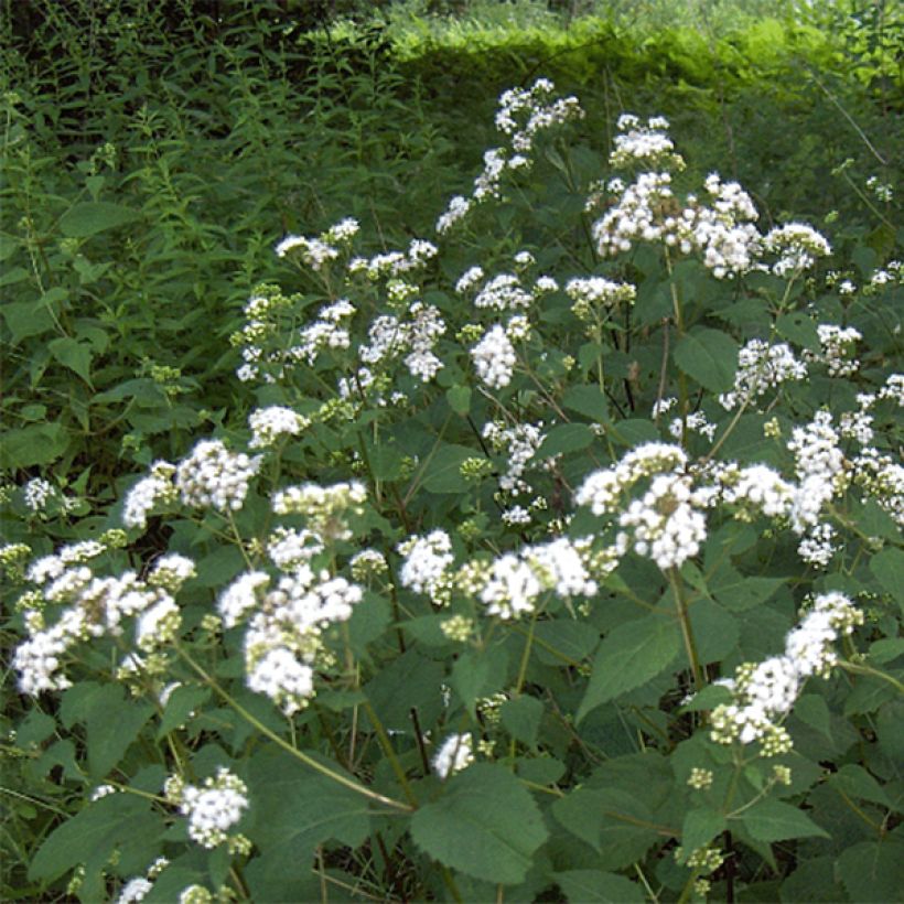 Eupatorium rugosum, Eupatoire (Flowering)