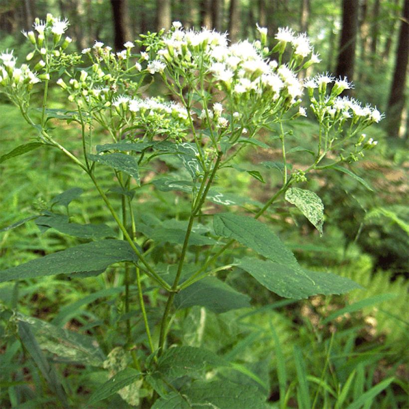 Eupatorium rugosum, Eupatoire (Plant habit)