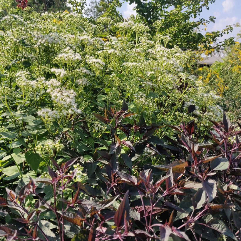 Eupatorium rugosum Chocolate ou Ageratina altissima (Plant habit)