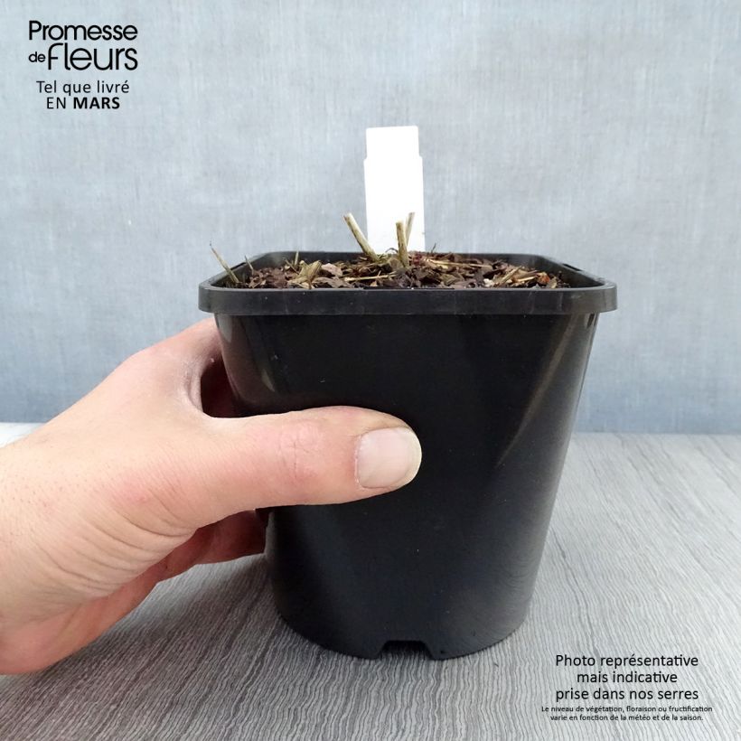 Example of Eupatorium rugosum Chocolate ou Ageratina altissima Pot de 1,5L/2L as you get in printemps
