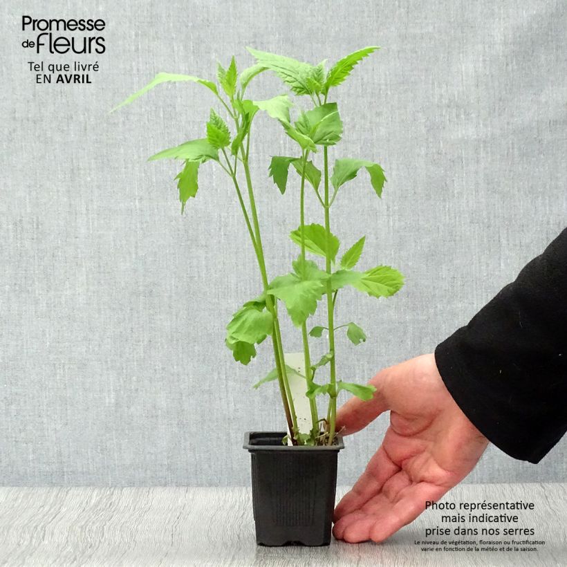 Example of Eupatorium rugosum, Eupatoire Godet de 8/9 cm as you get in printemps