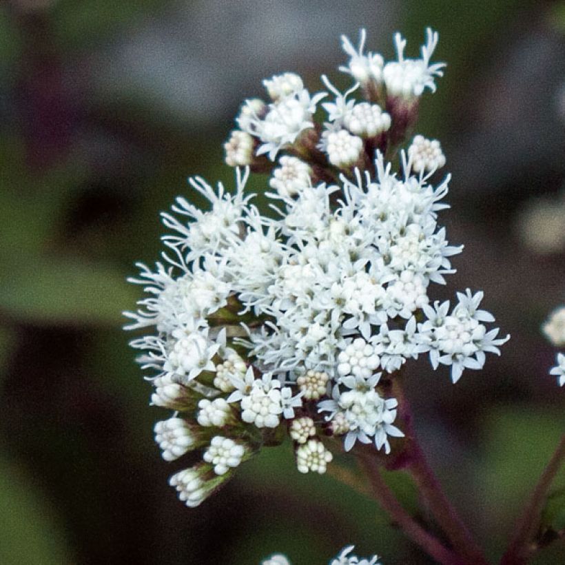 Eupatorium rugosum Chocolate ou Ageratina altissima (Flowering)