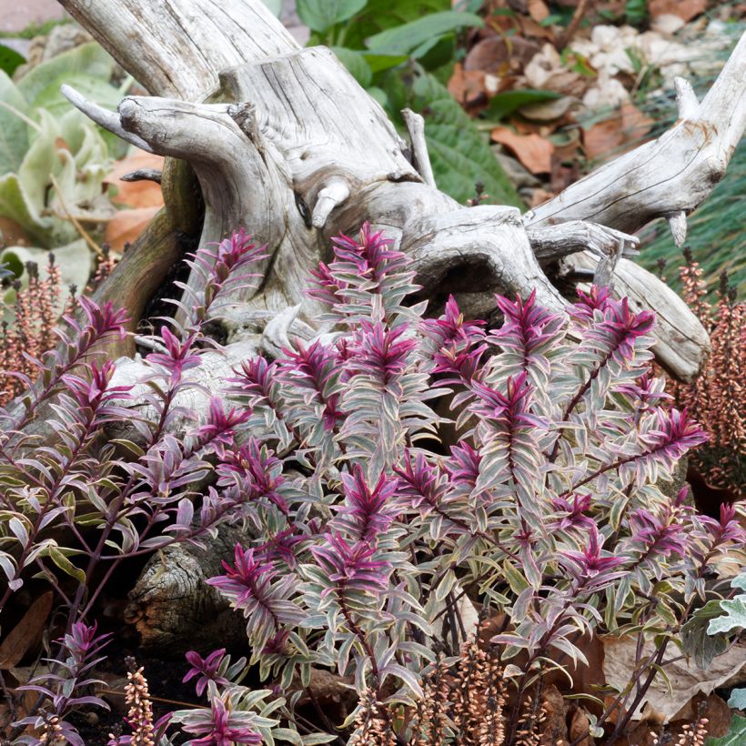 Euphorbe Ascot Rainbow (Plant habit)