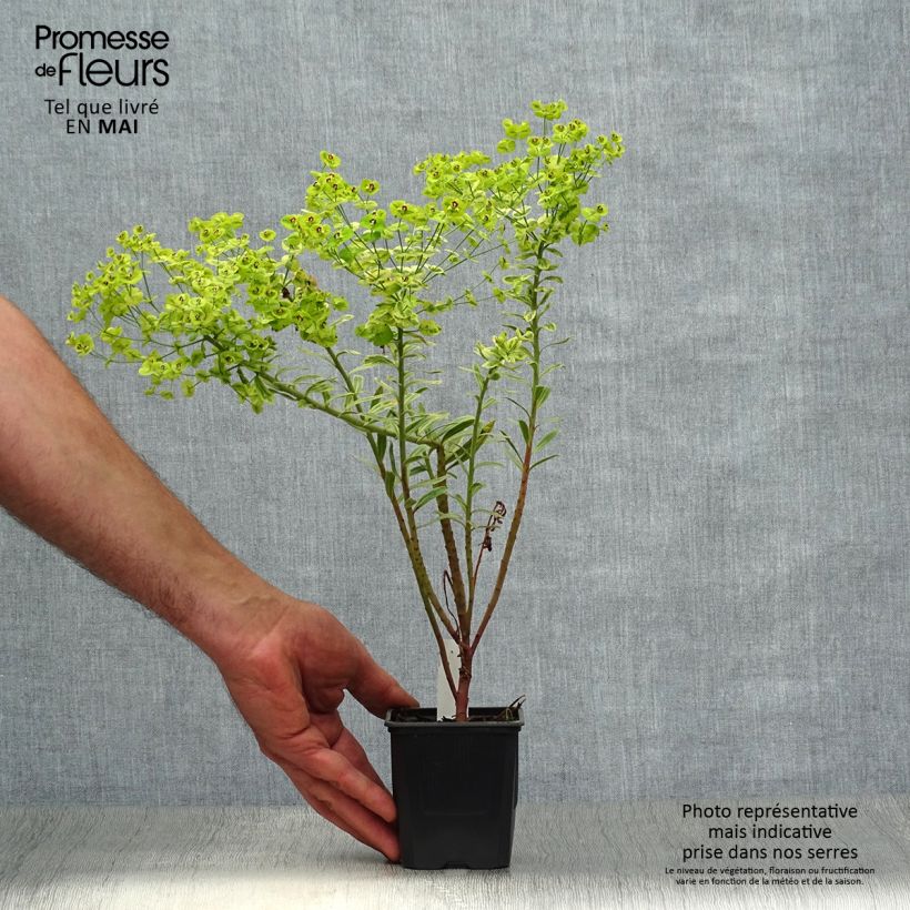 Example of Euphorbe Ascot Rainbow Godet de 8/9 cm as you get in printemps