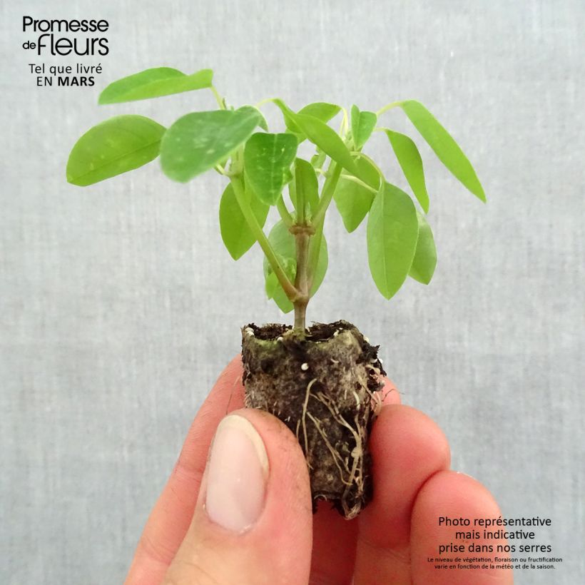 Example of Euphorbe Diamond Frost - Chamaesyce hypericifolia  Mini-motte Ø 1,5/2,5 cm, Plant vert de 5 à 10 cm de haut as you get in printemps