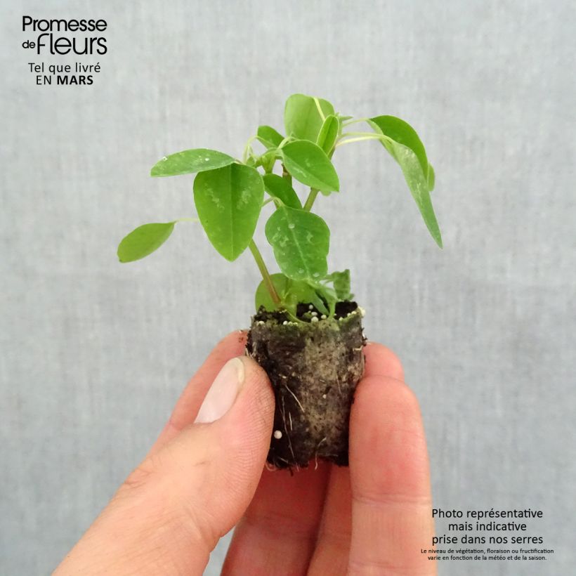 Example of Euphorbe Diamond Snow - Chamaesyce hypericifolia Mini-motte Ø 1,5/2,5 cm, Livré en plant vert de 5 à 10 cm de hauteur as you get in printemps