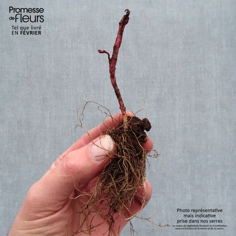 Example of Euphorbe amygdaloïdes Frosted Flame Racines nues, Qualité premium as you get in hiver