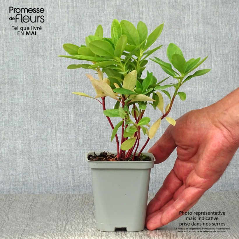 Example of Euphorbe amygdaloïdes var. robbiae Godet de 8/9 cm as you get in printemps