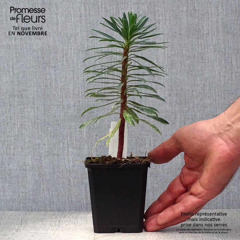 Spécimen de Euphorbe characias Black Pearl Godet de 8/9 cm tel que livré en automne