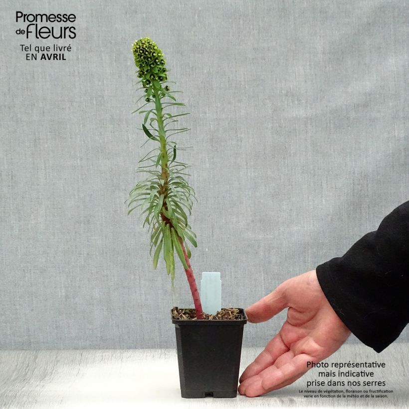 Example of Euphorbe characias Black Pearl Godet de 8/9 cm as you get in printemps