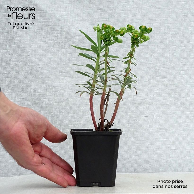 Example of Euphorbe characias Blue Wonder Godet de 8/9 cm as you get in printemps