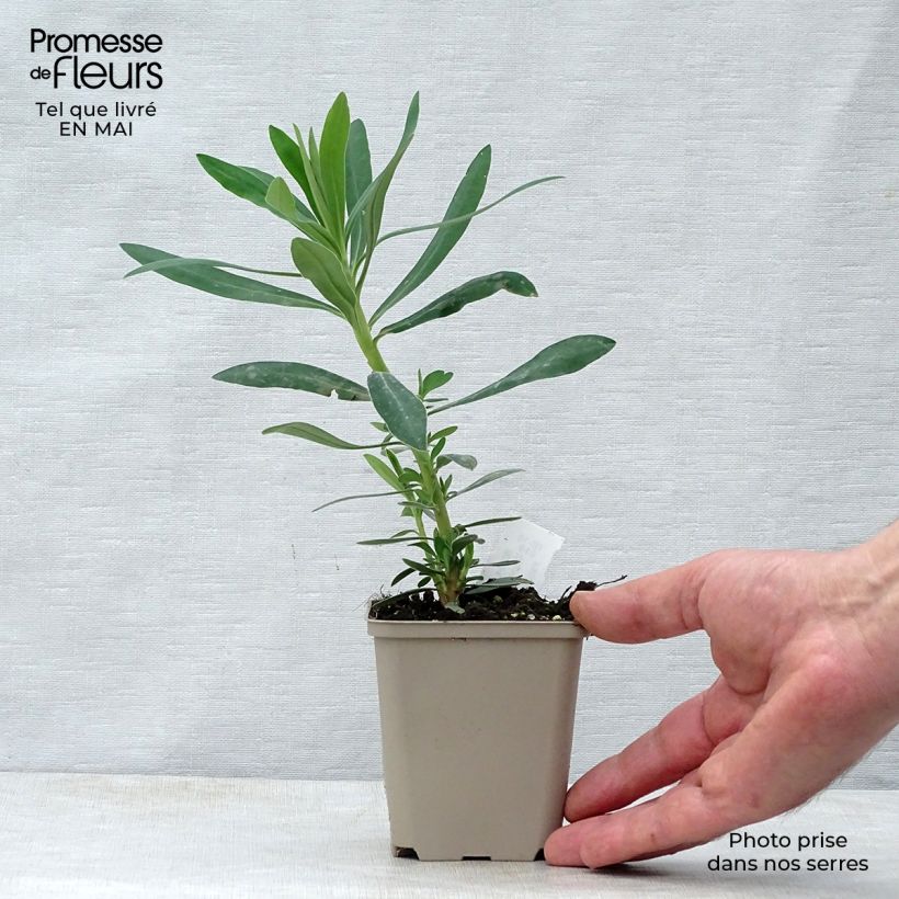 Example of Euphorbe characias Humpty Dumpty Godet de 8/9 cm as you get in printemps