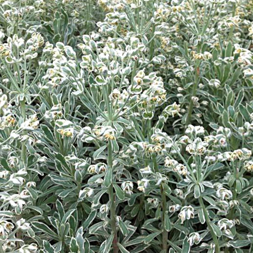 Euphorbe characias Wilcott (Silver Swan) (Plant habit)