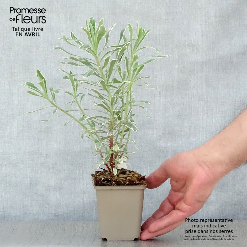 Example of Euphorbe characias Wilcott (Silver Swan) Godet de 8/9 cm as you get in printemps