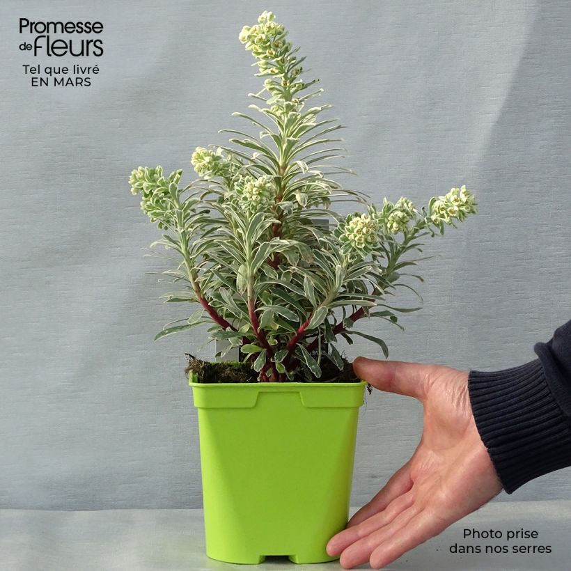 Example of Euphorbe characias Wilcott (Silver Swan) Pot de 2L/3L as you get in printemps