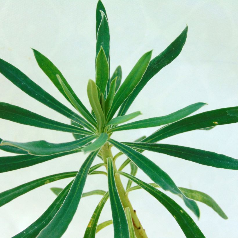 Euphorbe characias ssp. wulfenii (Foliage)