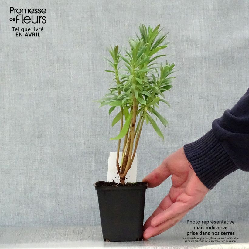 Example of Euphorbe characias ssp. wulfenii Godet de 8/9 cm as you get in printemps