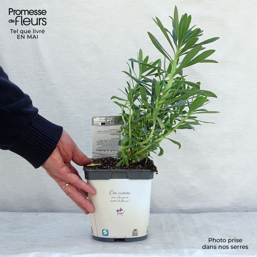 Example of Euphorbe characias ssp. wulfenii Pot de 2L/3L as you get in printemps