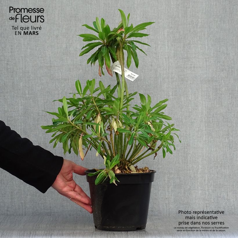 Example of Euphorbe mellifère - Euphorbia mellifera Pot de 2L/3L as you get in printemps