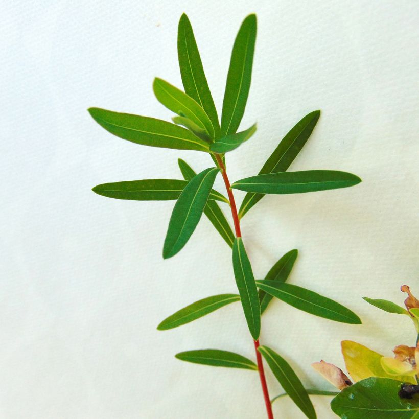 Euphorbe palustris Walenburg's Glory - Euphorbe des marais (Foliage)