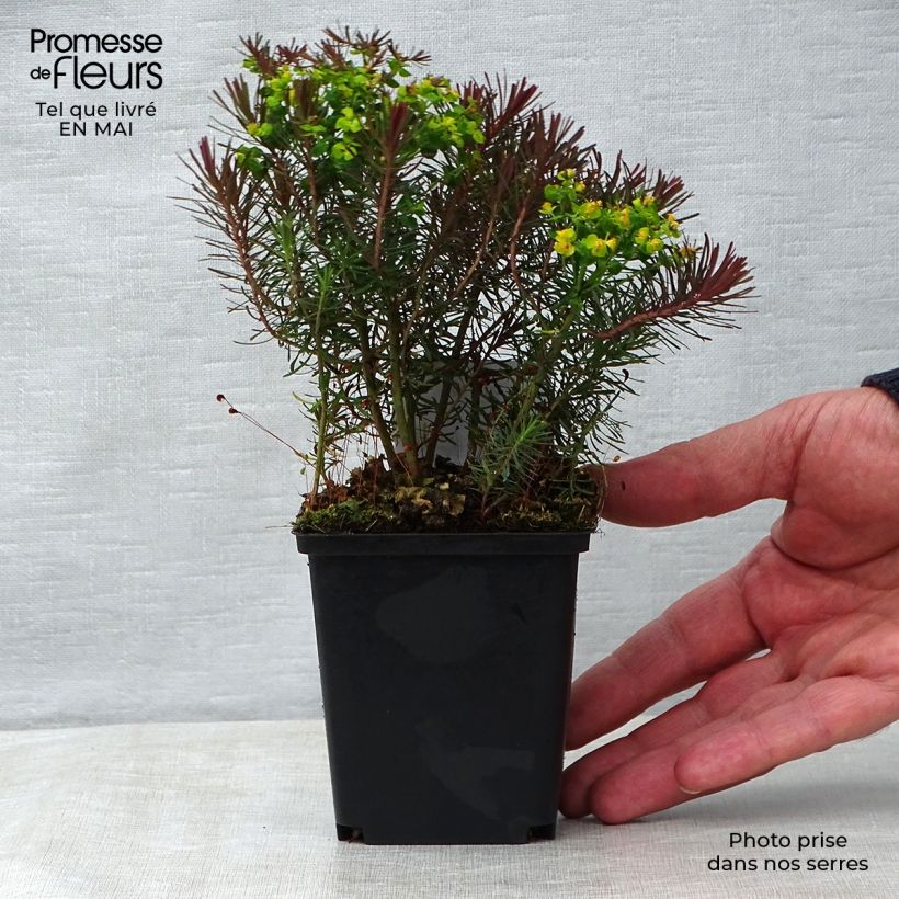Example of Euphorbe petit-cyprès Clarice Howard - Euphorbia cyparissias Godet de 8/9 cm as you get in printemps