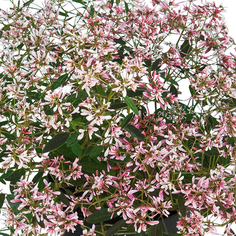 Euphorbe Shades in Pink (Floraison)