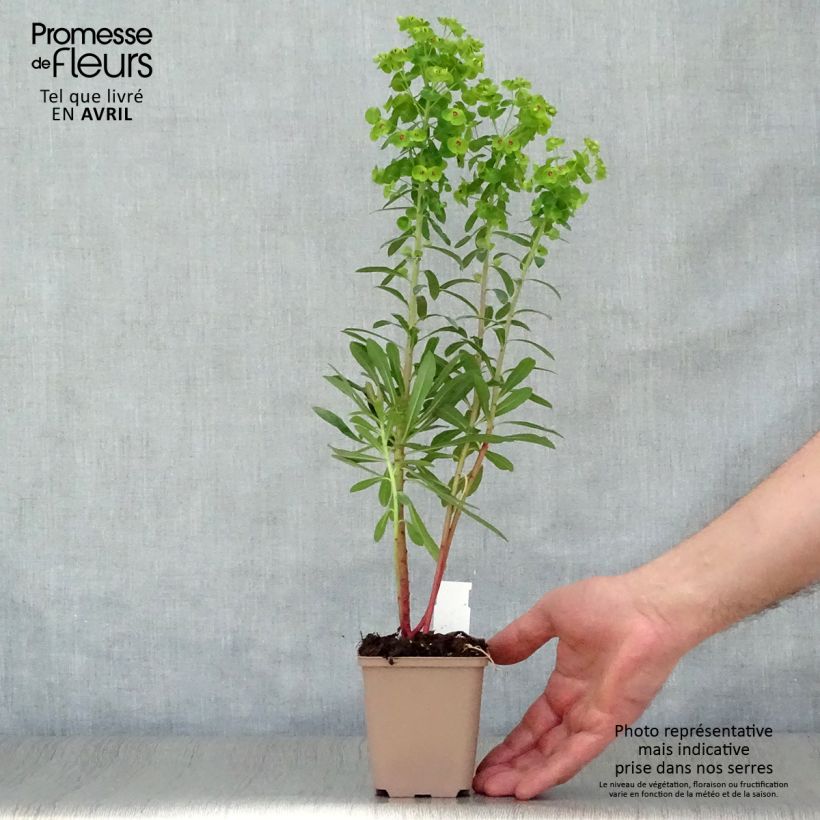 Example of Euphorbe x martinii Godet de 8/9 cm as you get in printemps