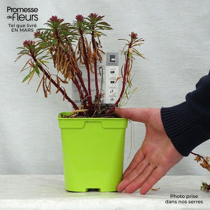 Example of Euphorbe x martinii Pot de 2L/3L as you get in printemps