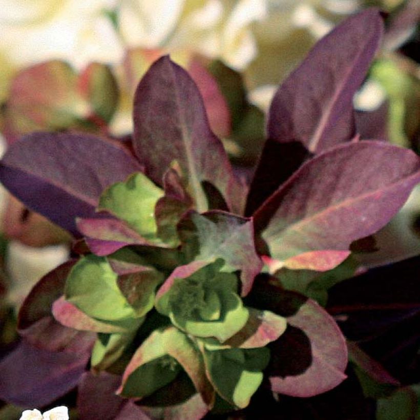 Euphorbe Black Bird (Foliage)