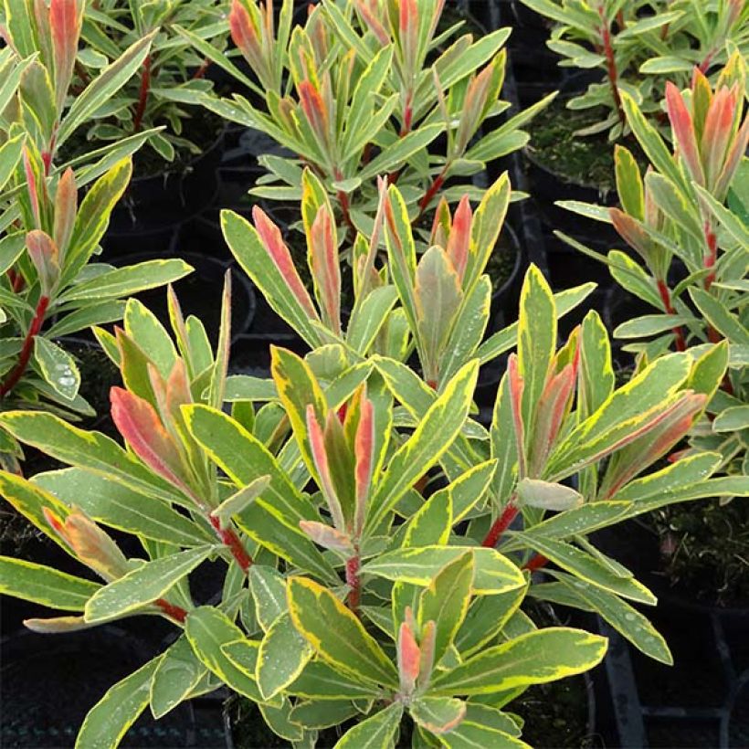 Euphorbe Ascot Rainbow (Foliage)
