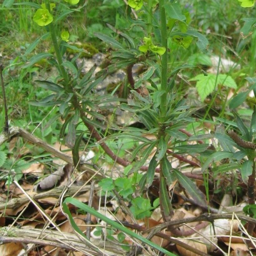 Euphorbe amygdaloïdes var. robbiae (Foliage)
