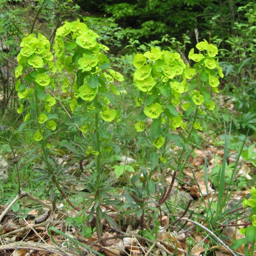 Euphorbe amygdaloïdes var. robbiae (Plant habit)