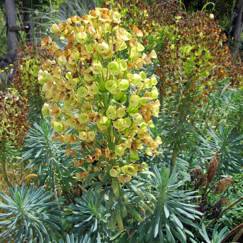 Euphorbe characias Blue Wonder (Plant habit)
