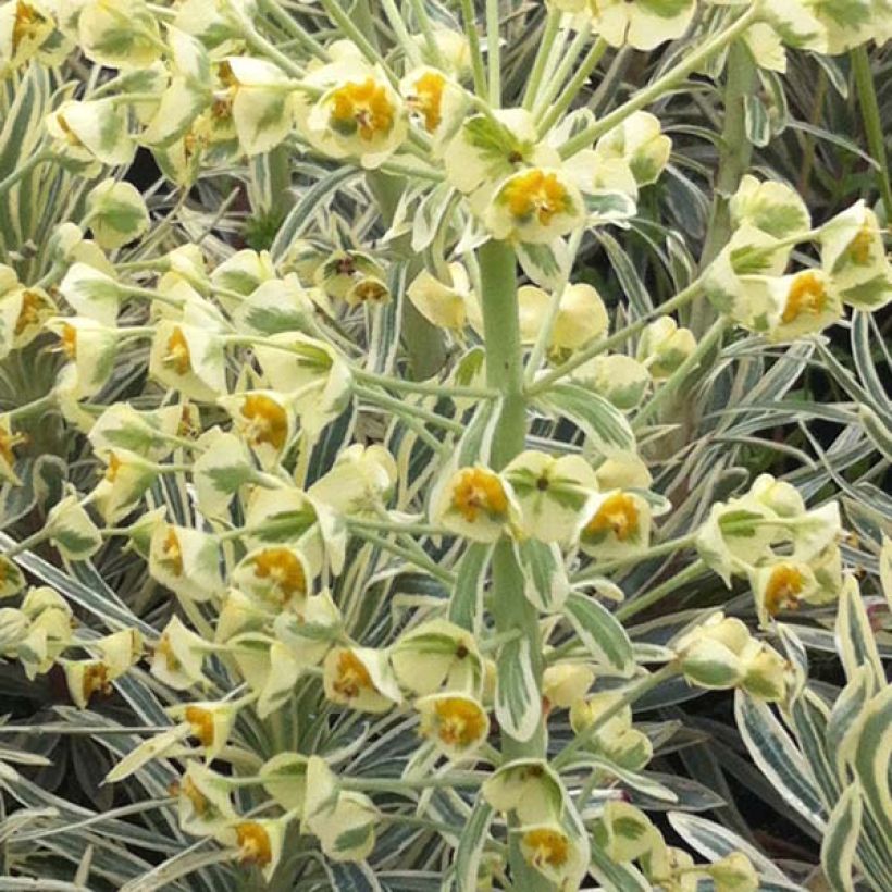 Euphorbia characias Emmer Green - Euphorbe arbustive panachée  (Flowering)