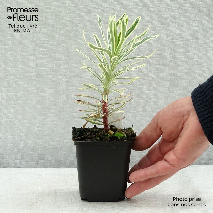 Example of Euphorbia characias Emmer Green - Euphorbe arbustive panachée  Godet de 8/9 cm as you get in printemps