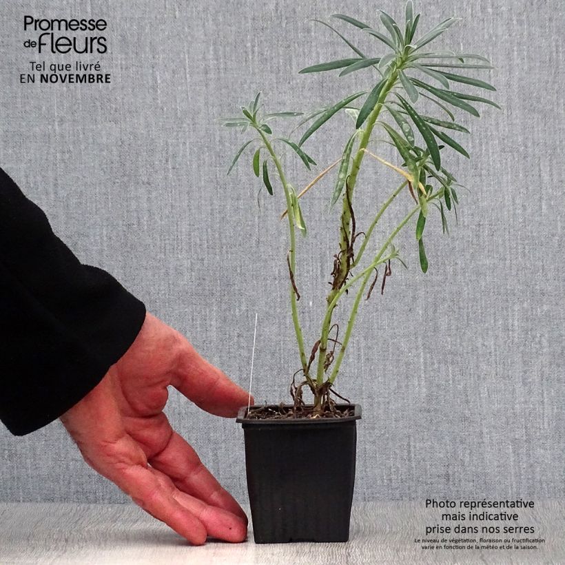 Spécimen de Euphorbia characias - Euphorbe arbustive Godet de 8/9 cm tel que livré en automne