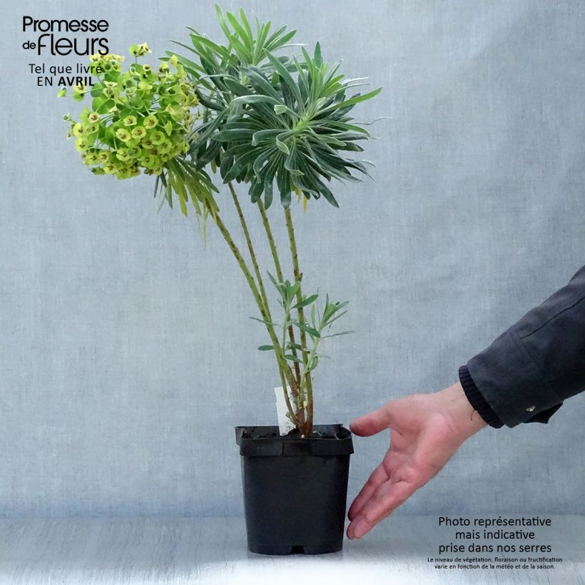 Example of Euphorbia characias - Euphorbe arbustive Pot de 2L/3L as you get in printemps