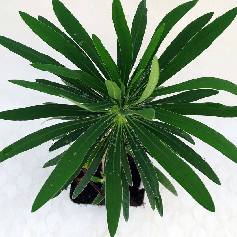 Euphorbia characias Purple and Gold - Euphorbe (Foliage)