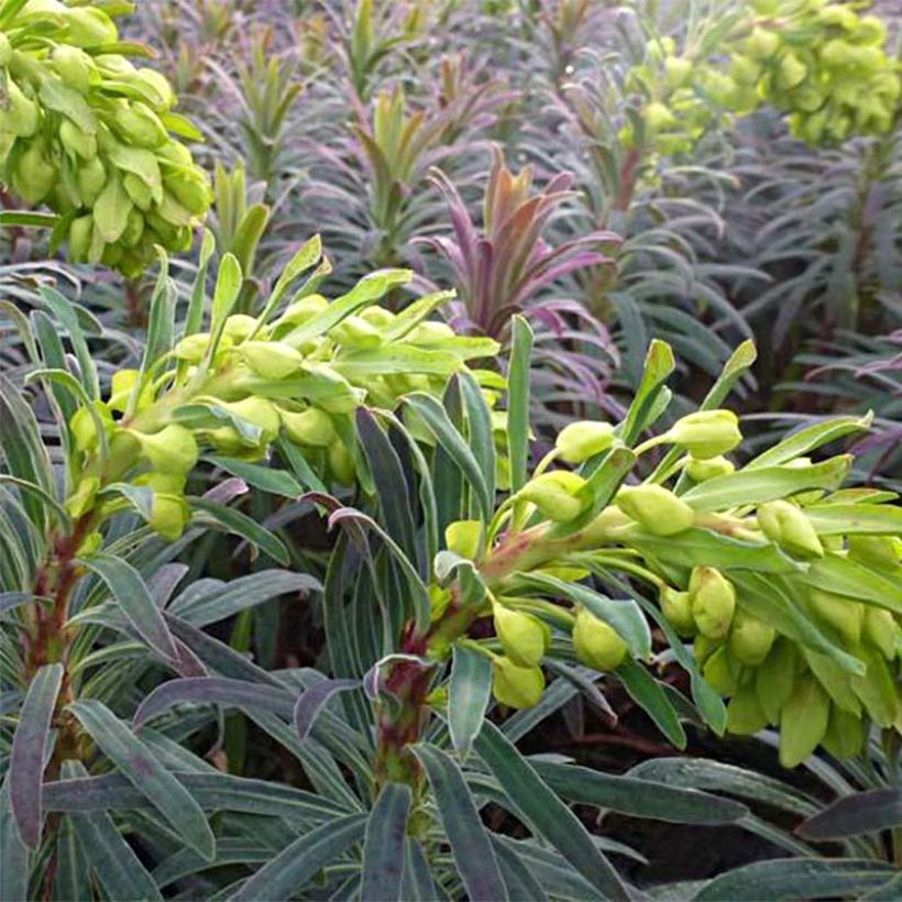 Euphorbia characias Purple and Gold - Euphorbe (Flowering)