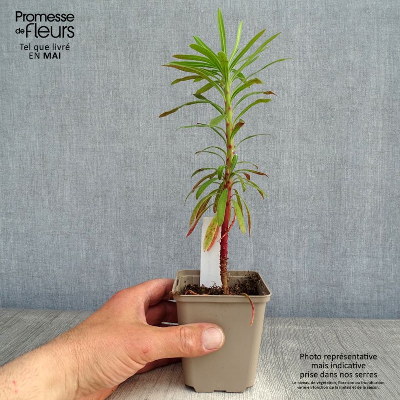 Example of Euphorbia characias Purple and Gold - Euphorbe Godet de 8/9 cm as you get in printemps